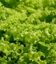 BIO Salát hlávkový Maikönig - Lactuca sativa - bio semena - 0,1 g