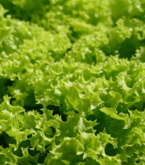 BIO Salát hlávkový Maikönig - Lactuca sativa - bio semena - 0,1 g