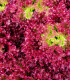 Salát listový kadeřavý Lollo Rossa - Lactuca sativa - semena - 400 ks