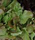 Salát na balkón Baby Leaf - Lactuca sativa - semena - 100 ks