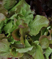 Salát na balkón Baby Leaf - Lactuca sativa - semena - 100 ks