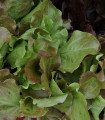 Salát na balkón Baby Leaf - Lactuca sativa - semena - 100 ks