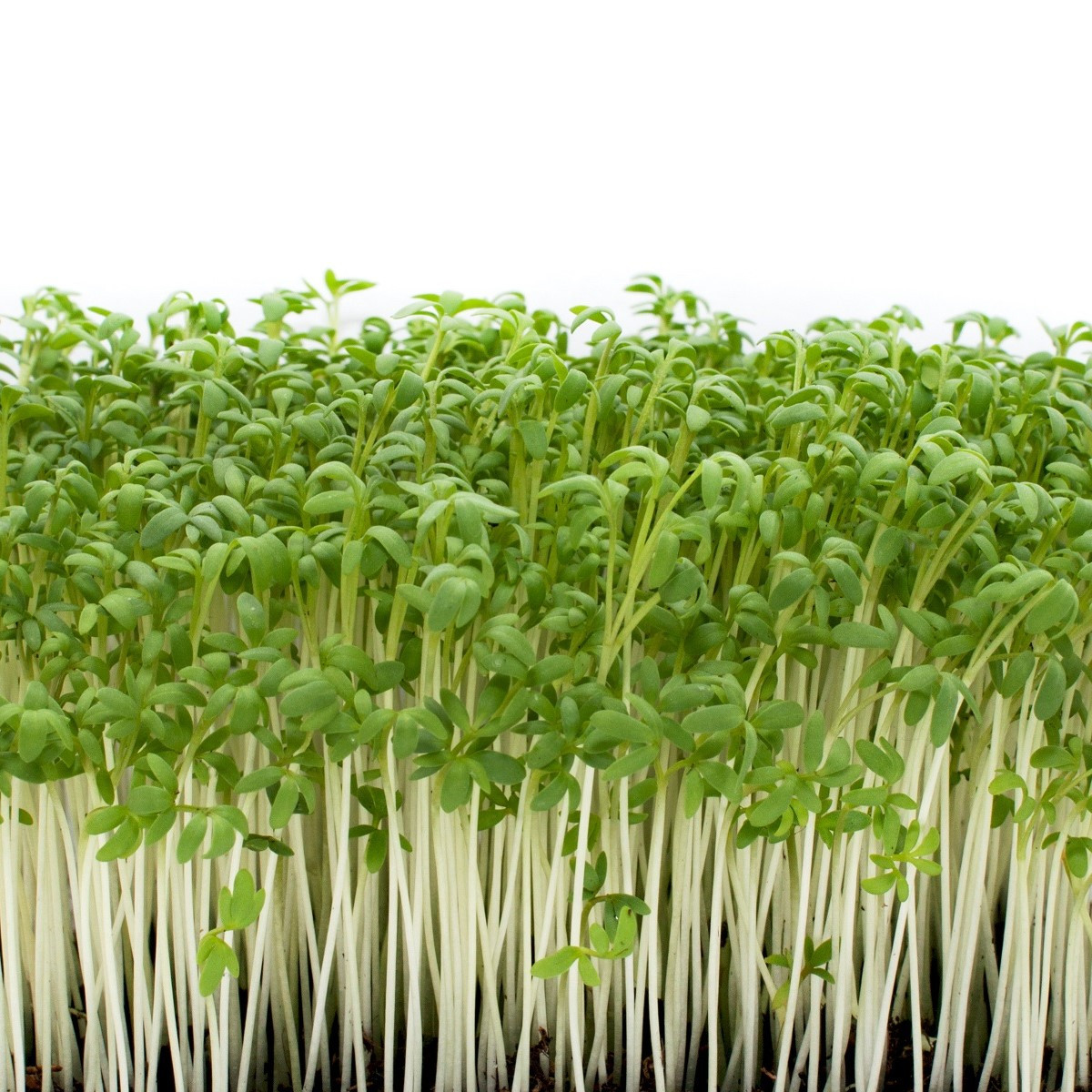 Řeřicha zahradní Dánská - Lepidium Sativum - semena - 850 ks