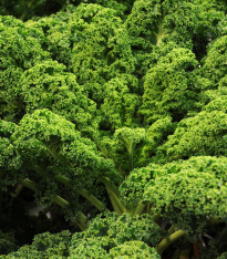 Kadeřávek Lerchenzungen - Brassica oleracea L. - semena - 150 ks