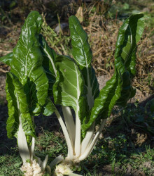 Mangold Verte a Carde Blanche 2 - Beta vulgaris - semena - 50 ks