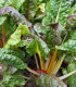 Mangold žlutý - Beta vulgaris - semena - 15 ks