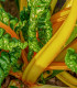 Mangold žlutý Giallo - Beta vulgaris - semena - 60 ks