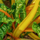 Mangold žlutý Giallo - Beta vulgaris - semena - 30 ks