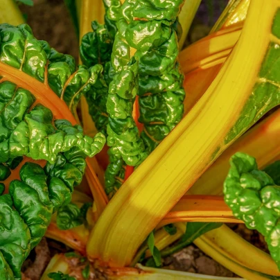Mangold žlutý Giallo - Beta vulgaris - semena - 60 ks