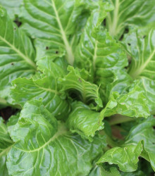 Mangold zelený Gewone - Beta vulgaris - semena - 180 ks