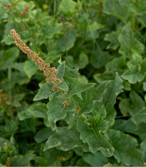 Merlík všedobr - Chenopodium henricus - semena - 200 ks