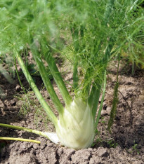 BIO Fenykl bulvový Finale - Foeniculum ssp. - bio semena - 50 ks