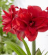Hvězdník plnokvětý Amarantia - Hippeastrum - cibuloviny - 1 ks