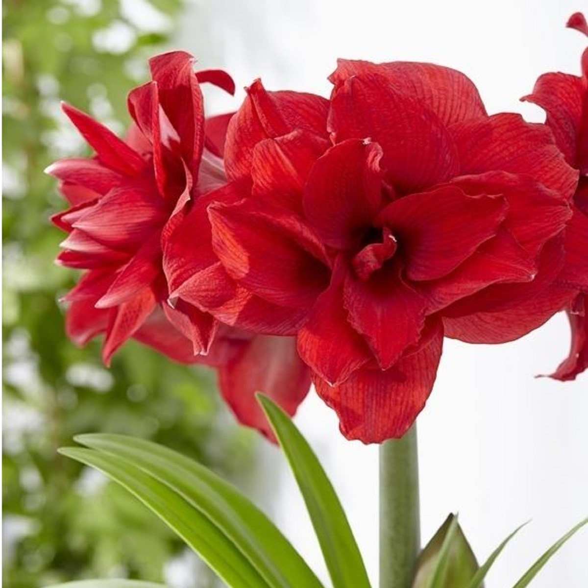 Hvězdník plnokvětý Amarantia - Hippeastrum - cibuloviny - 1 ks