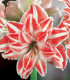 Hvězdník plnokvětý Dancing Queen - Hippeastrum - cibuloviny - 1 ks