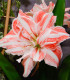 Hvězdník plnokvětý Dancing Queen - Hippeastrum - cibuloviny - 1 ks