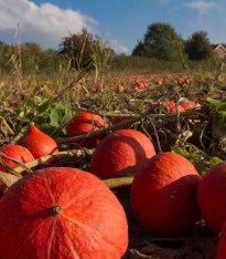 Dýně Hokkaido Uchiki kuri - Cucurbita maxima - semena - 5 ks