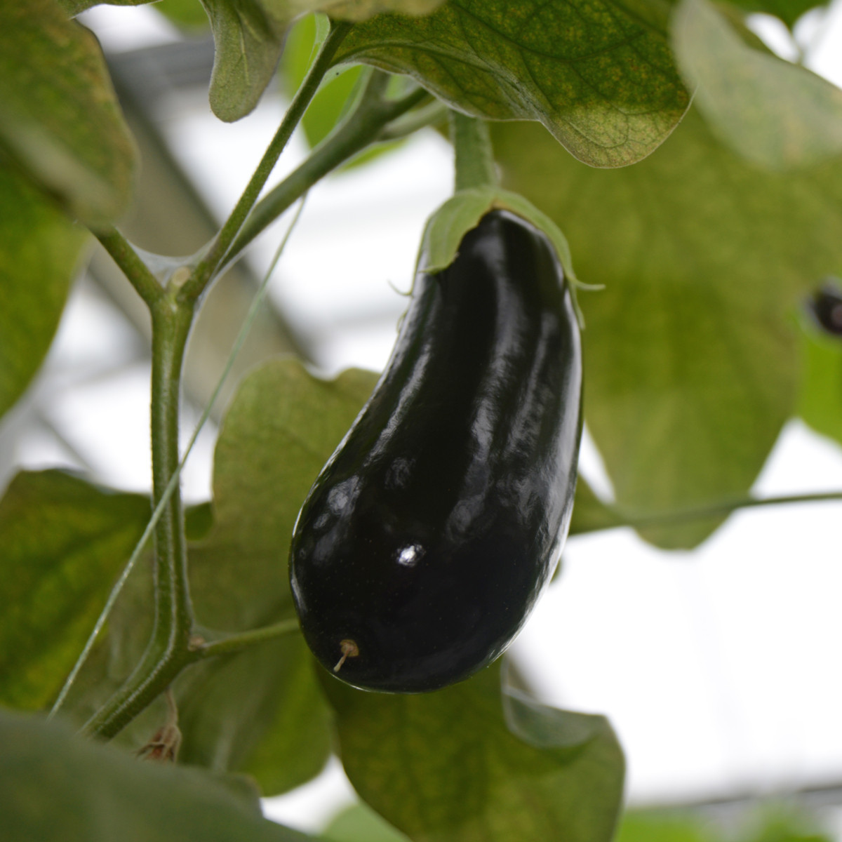 Lilek Falcon - Solanum melongena - semena - 8 ks