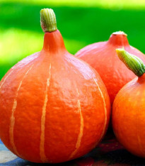 Tykev Golden Delicious - Cucurbita maxima - semena - 5 ks