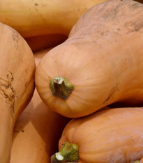 BIO Tykev muškátová Butterscotch F1 - Cucurbita moschata - bio semena - 5 ks