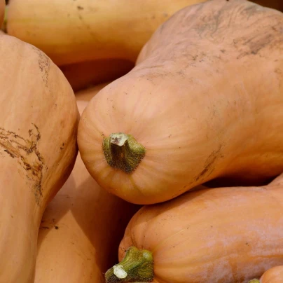 BIO Tykev muškátová Butterscotch F1 - Cucurbita moschata - bio semena - 5 ks