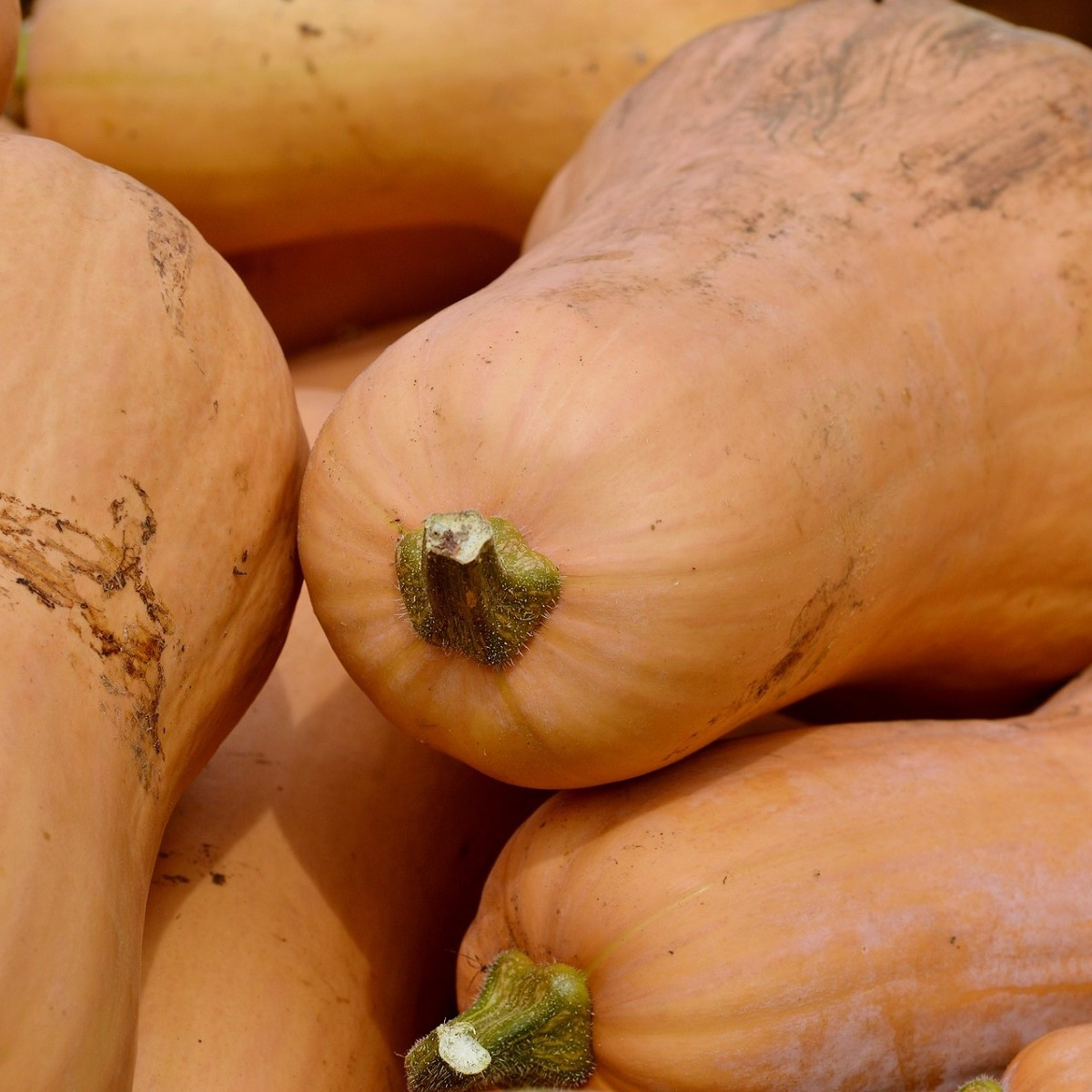 BIO Tykev muškátová Butterscotch F1 - Cucurbita moschata - bio semena - 5 ks