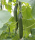BIO Okurka salátová Kalunga F1 - Cucumis sativus - bio semena - 4 ks
