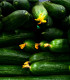 BIO Okurka salátová Flamingo F1 - Cucumis sativus - bio semena - 4 ks