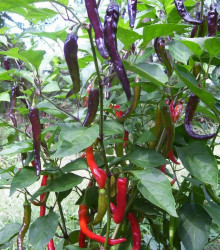 Semena chilli papričky – Chilli Kajenský pepř Purple – Capsicum annuum