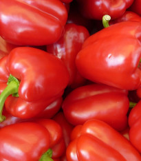 Paprika California Wonder - Capsicum annuum - semena - 20 ks