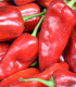 BIO Paprika Atris F1 - Capsicum annuum - bio semena - 5 ks