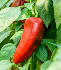 Paprika roční Radmila F1 - Capsicum annuum - semena - 15 ks