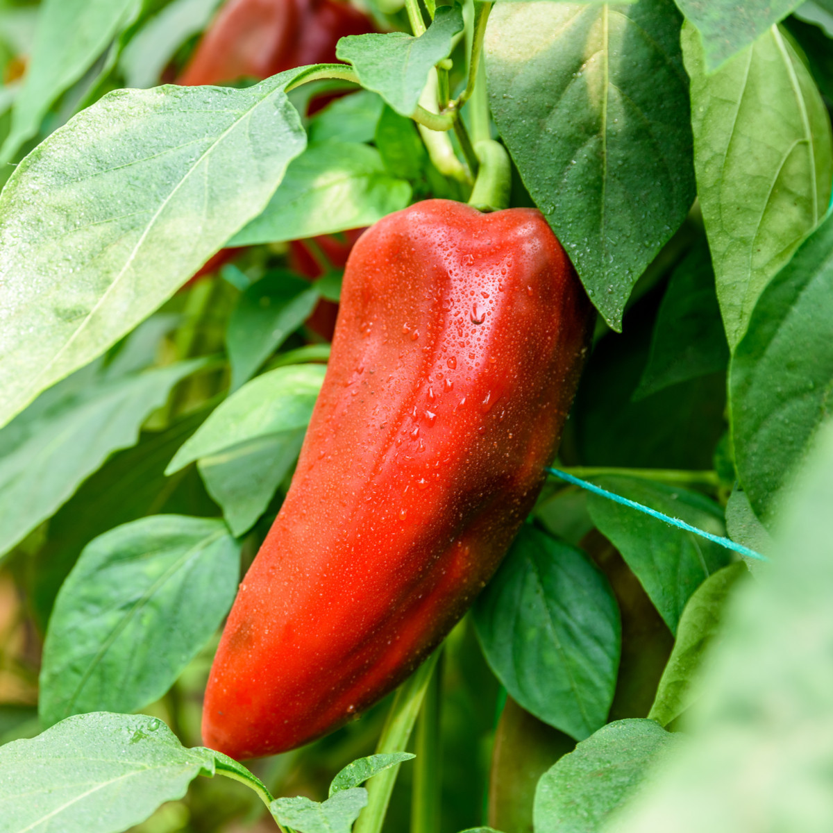 Paprika roční Radmila F1 - Capsicum annuum - semena - 15 ks