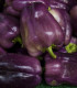 Paprika fialová Oda - Capsicum annuum - semena - 9 ks