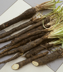 Černý kořen - Hadí mord španělský - Scorzonera hispanica - semena - 150 ks