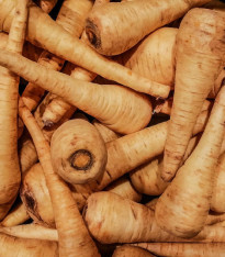 Pastiňák setý Mitra - Pastinaca sativa - semena - 1 g