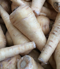 Pastinák dlouhý bílý Halblange - Pastinaca sativa - semena - 1 g