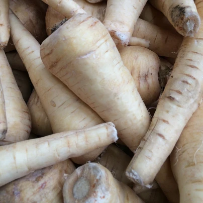 Pastinák dlouhý bílý Halblange - Pastinaca sativa - semena - 1 g