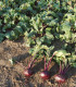 Řepa Kahira - Beta vulgaris L. var. conditiva - semena - 60 ks