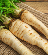 Petržel kořenová hanácká - Petroselinum crispum - semena - 800 ks