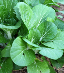 Hořčice salátová Misome F1 - Brassica campestris - semena - 20 ks