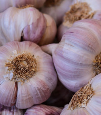 Sadbový česnek Germidour - Allium sativum - nepaličák - cibule česneku - 1 balení
