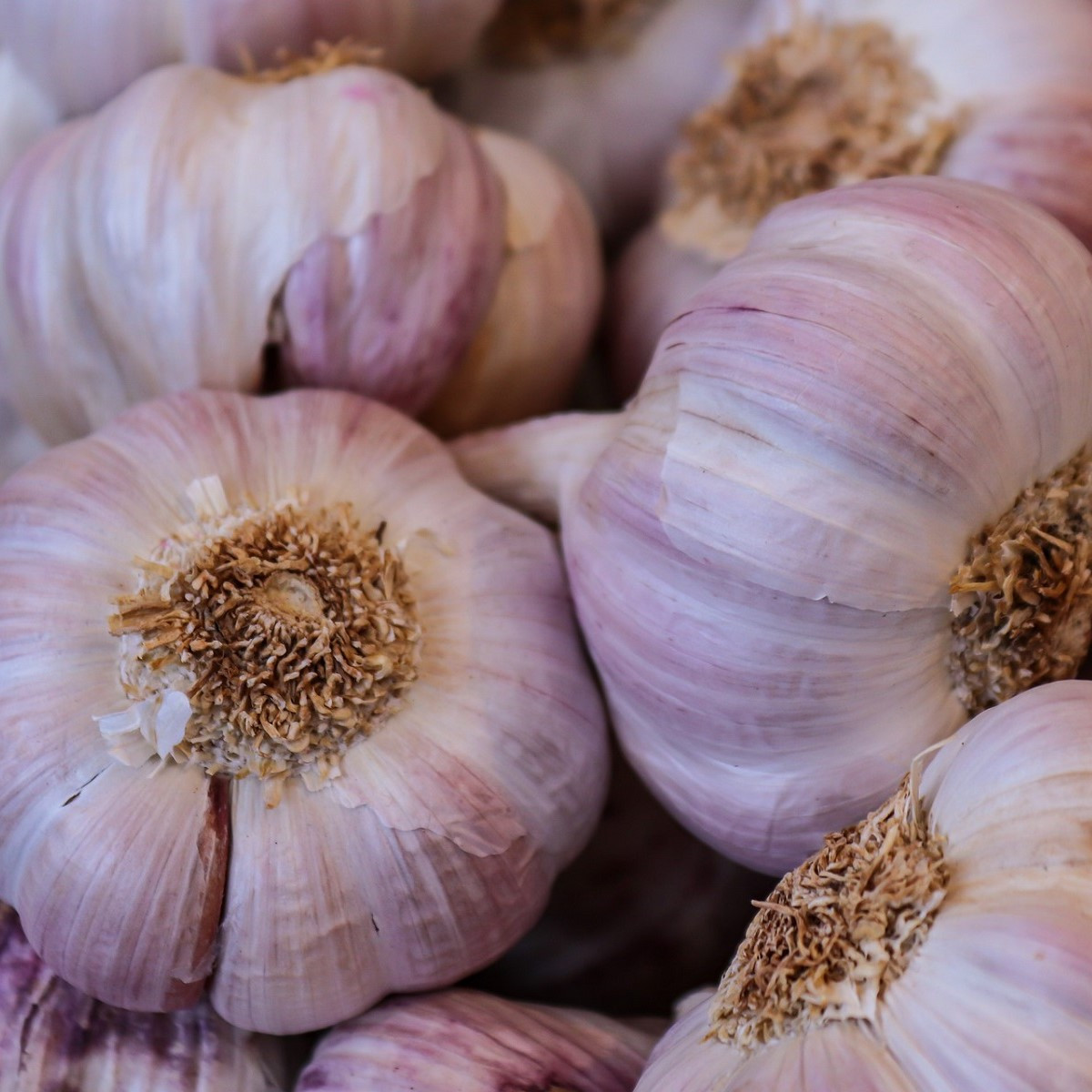 Sadbový česnek Germidour - Allium sativum - nepaličák - cibule česneku - 1 balení