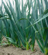 BIO Pór Freezo - Allium porrum - bio semena - 100 ks