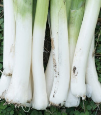 BIO Pór Hannibal - Allium porum - bio semena - 30 ks