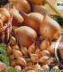 BIO Cibule sazečka Setton - Allium cepa - bio cibulky - 40 ks