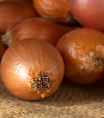 Cibule sazečka Senshyu Yellow - Allium cepa - cibulky - 50 ks