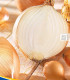 Cibule sazečka Senshyu Yellow - Allium cepa - cibulky - 50 ks