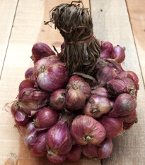 Cibule Zebrune - Allium cepa var aggregatum - semena - 70 ks