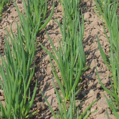 Cibule Bajkal sečka zimní - Allium fistulosum - semena - 300 ks